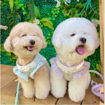 DALDANG - 格子花邊小菊花背心 4colors♡寵物生活用品